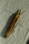 Agriphila tristella