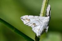 Scopula ornata