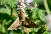 Helicoverpa armigera