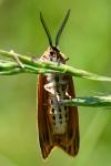 Spiris striata