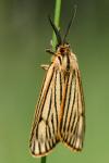 Spiris striata