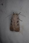 Eugnorisma glareosa