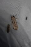 Spodoptera exigua