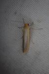 Manulea complana