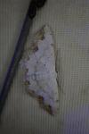 Scopula ornata