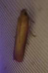 Oncocera semirubella