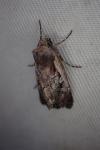 Xestia agathina