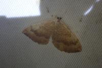 Camptogramma bilineata