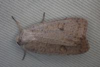 Xestia castanea