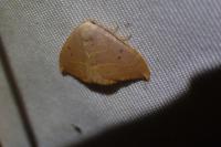 Watsonalla uncinula