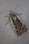 Ochropleura plecta