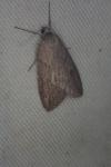 Pachycnemia hippocastanaria