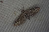 Eupithecia nanata