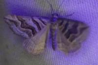 Scotopteryx peribolata