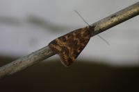 Pyrausta despicata
