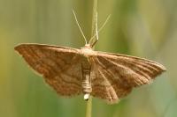 Idaea ochrata