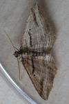 Costaconvexa polygrammata