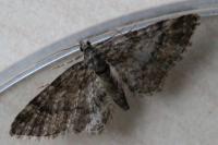 Gymnoscelis rufifasciata