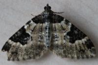 Xanthorhoe fluctuata