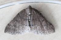 Aleucis distinctata