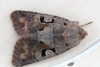 Orthosia gothica