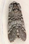 Drymonia ruficornis