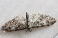 Eupithecia abbreviata