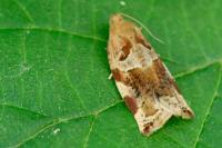 Archips xylosteana