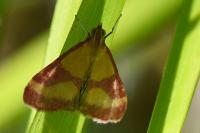 Pyrausta sanguinalis
