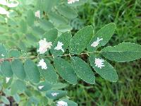 Parectopa robiniella