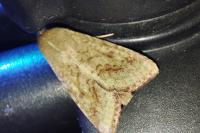 Helicoverpa armigera