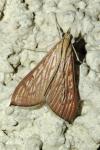 Antigastra catalaunalis
