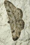 Peribatodes rhomboidaria