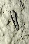 Ethmia bipunctella
