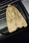 Noctua interjecta