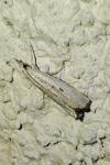 Agriphila geniculea