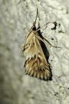 Cynaeda dentalis
