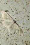 Idaea aversata