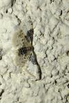 Idaea filicata