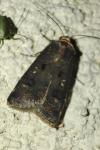 Agrotis trux