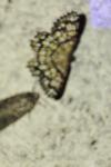 Chiasmia clathrata