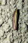 Oncocera semirubella
