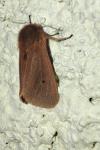 Phragmatobia fuliginosa