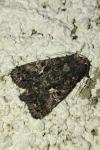Aedia leucomelas