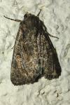Thalpophila matura
