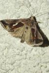 Macdunnoughia confusa