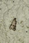 Hellula undalis
