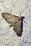 Nomophila noctuella