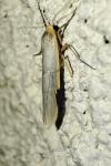 Eilema caniola