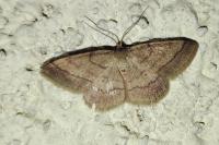 Scopula rubiginata